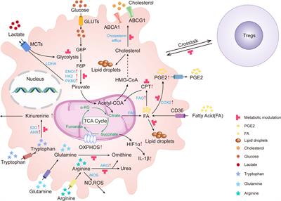 Tumor-associated macrophages: new insights on their metabolic regulation and their influence in cancer immunotherapy